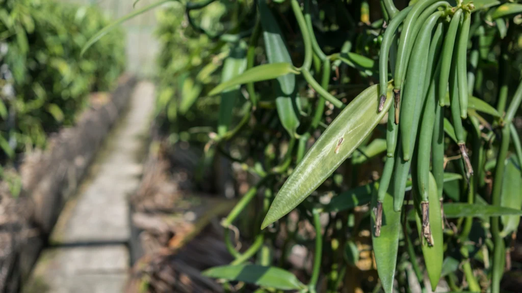 Vanilla beans growing on the vine before harvest